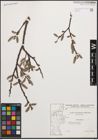 Foto von Salix cinerea L.